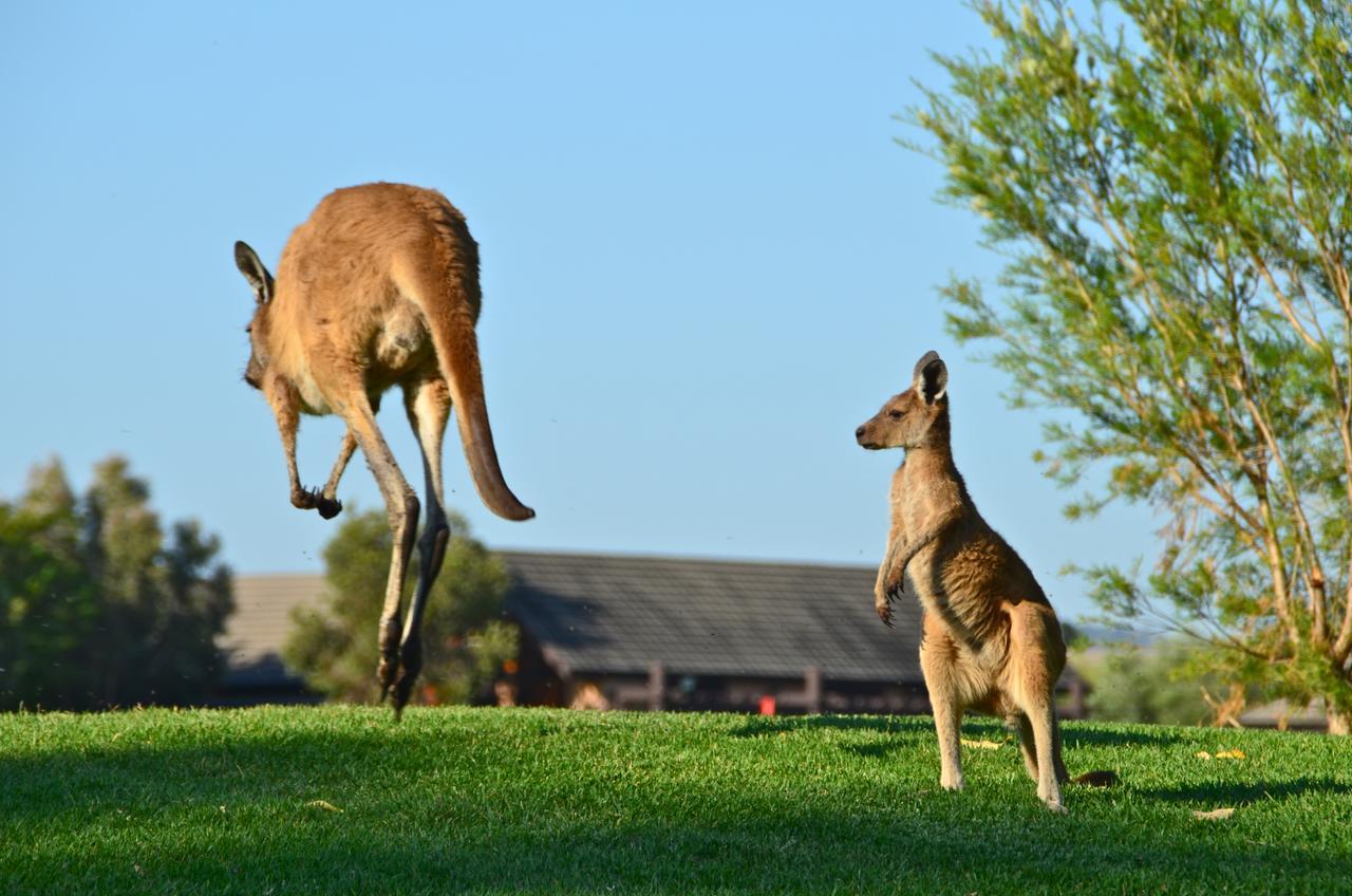 Novotel Vines Resort Swan Valley The Vines Exterior foto